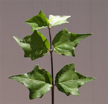  Leaves (Adaxial View)